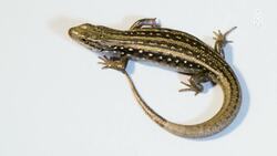 Saving the Guthega skink, A battle against climate change Instructional Video