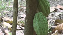 TU:Cacao Tree (Theobroma cacao). Organic cocoa fruit pods in nature. Stock Footage