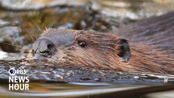 Why engineers are turning to beavers for insights into managing water resources News Clip