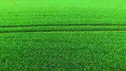 Drone flight over green wheat fields. Springtime on countryside. Stock Footage