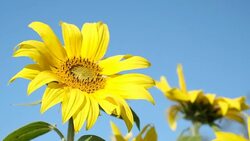 Sunflower rocking in the wind with a bee foraging on the bright yellow flower. Stock Footage