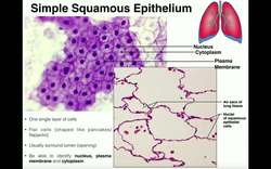 Anatomy - Histology of Epithelial Tissue Instructional Video
