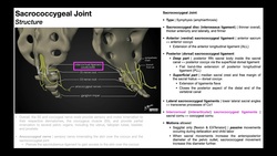 The Sacrococcygeal Joint [& Relevant Muscles, Neural Structures] Instructional Video