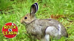 Forest Animals Song Instructional Video