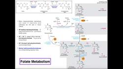 Folate and Tetrahydrofolate Metabolism Instructional Video