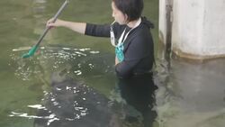 Manatees Are Tough Creatures to Train! How Zookeepers Make It Look Easy! Instructional Video