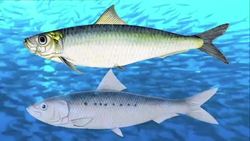 The Great Sardine Run: Characteristics of sardines and their airborn predators Instructional Video