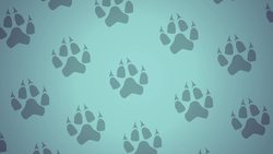 Wolf Facts for Kids Instructional Video