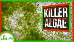 When Algae Learned to Hunt Instructional Video