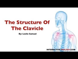 074 The Structure Of The Clavicle Instructional Video