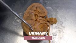 The Importance of Vitamin C for Your Body: From Scurvy to Immune System Support Instructional Video