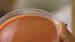 HiB Devastation Instructional Video