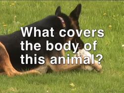 Magnificent Mammals: Basic Mammalian Characteristics Instructional Video