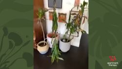 House Calls With the Plant Therapist: Janina’s Sad Dracaenas Instructional Video