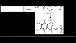 Proline and Arginine Catabolism to Glutamate Semialdehyde Instructional Video