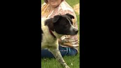 26 dogs pulled out of ‘awful’ conditions at Regina home News Clip