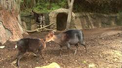 What Do a Duiker and an Okapi Have In Common? Instructional Video