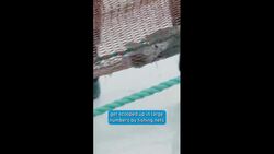 Sharks of the Icy North - Endangered Instructional Video