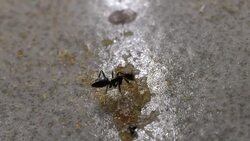 Ants Stock Footage