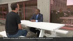 Canadian cities look to reduce bird deaths from window collisions News Clip