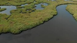 Wetland and Flamingos Stock Footage