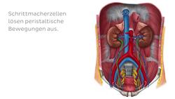 Ureter (Harnleiter) Instructional Video