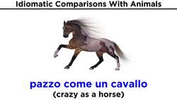 Idiomatic Comparisons With Animals in Italian Instructional Video