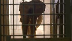 A Look Back at the Life of Beautiful and Beloved Elephant Mila Instructional Video