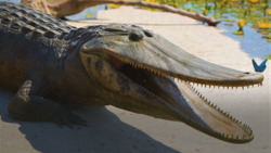 When the Amazon Flowed Backwards Instructional Video