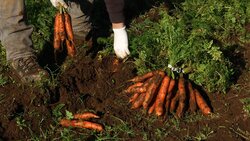 Growing winter vegetables - Mobile Minute Instructional Video