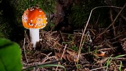Macro Dolly: Fly agaric Stock Footage