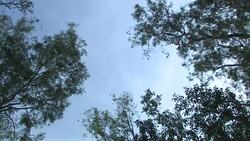 Cliffs of Diamond Gorge, Mornington sanctuary Stock Footage