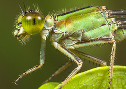 Damselfly Instructional Video