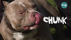 The Incredible Story of Venom: The World's Most Valuable American Micro Bully Instructional Video