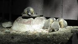 Baby Marmots! Instructional Video