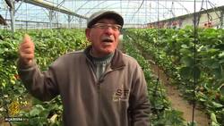 Israeli blockade sours income for Gaza strawberry farmers News Clip