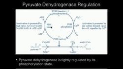 Pyruvate Dehydrogenase: Covalent Regulation Instructional Video
