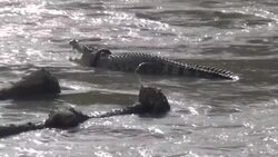 CLEAN : FILE:Indonesia offers reward for plucking tyre off giant croc News Clip