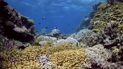 Reproduction Instructional Video