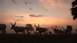 A cattle camp in South Sudan Stock Footage