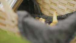 Woman picking mushrooms and drinking coffee in the forest Stock Footage