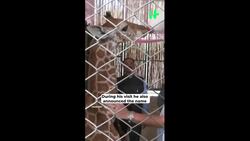 Guwahati Zoo Welcomes "Parijat": Assam CM Feeds Baby Giraffe Milk News Clip