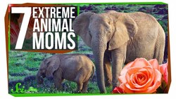 7 Extreme Animal Moms Instructional Video
