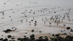 Competition in Organisms Instructional Video