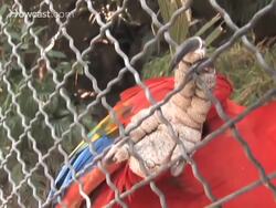 How to Clip a Bird's Nails Instructional Video