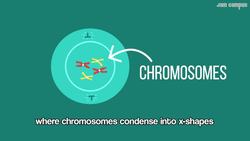 Mitosis Song Instructional Video
