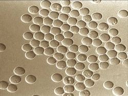 The Cell Theory: From Hooke to Virchow Instructional Video