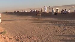 CLEAN : REFILE: Camel racing storms back in Sinai after virus hiatus News Clip