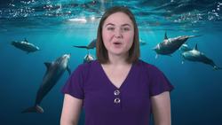 Science Kids: Dolphins, Intelligent and Self-Aware Instructional Video