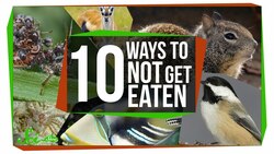 10 Bizarre Ways to Avoid Being Dinner Instructional Video